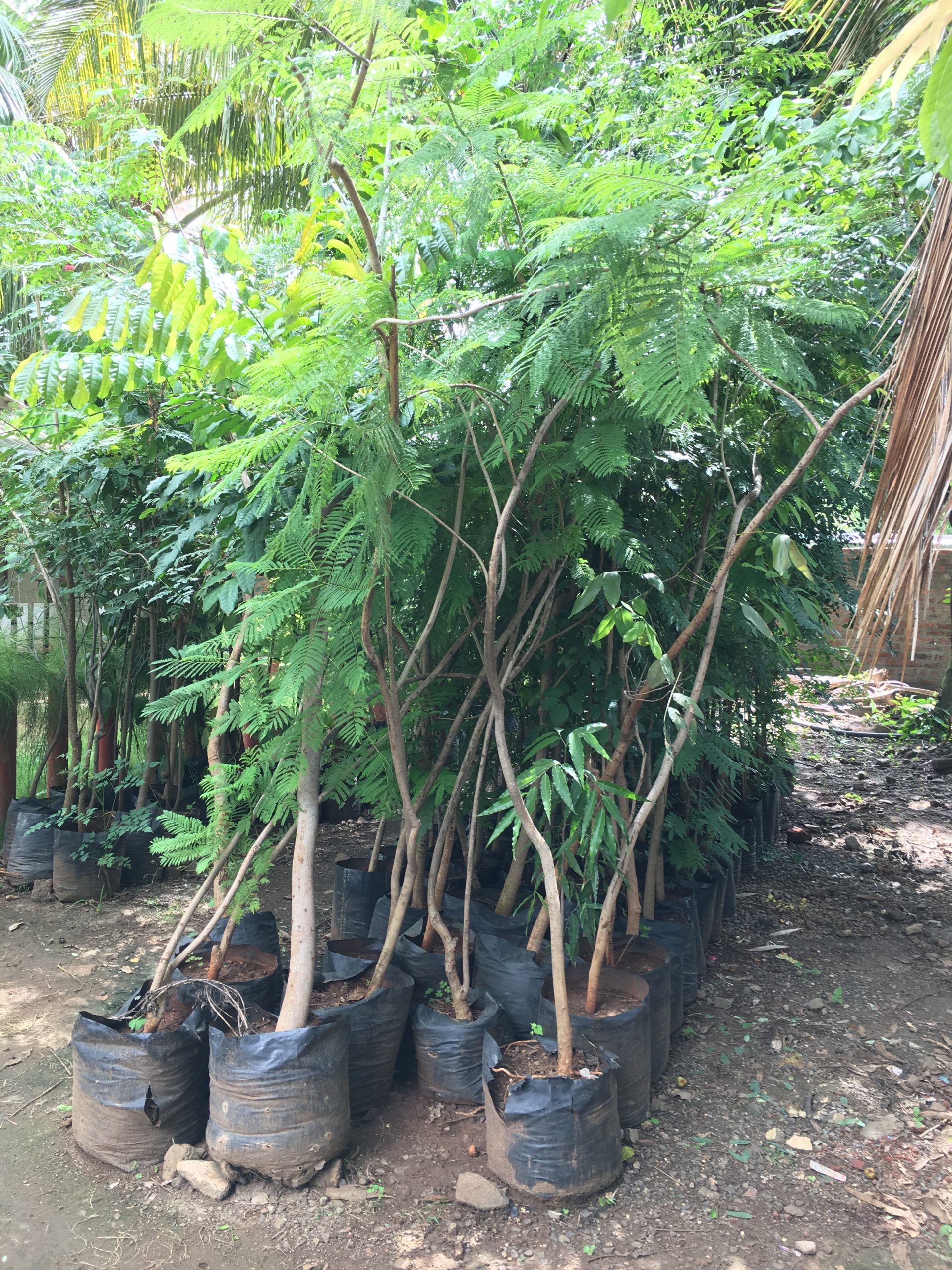 Jacaranda Plant / Jacaranda Mimosifolia Green Ebony Tree They may be