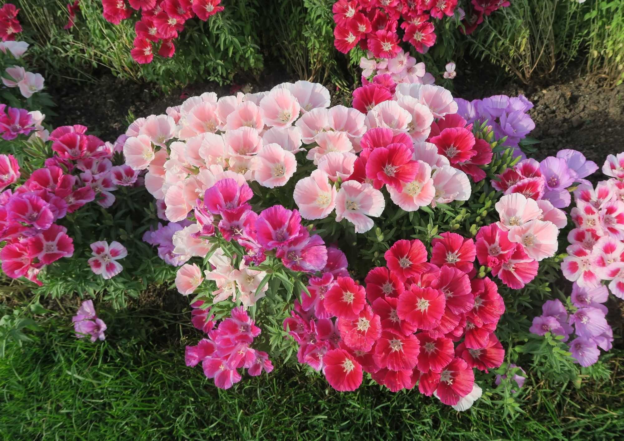 Read more about the article Want to create a flower garden in a small space? A blog highlighting the best tips on designing a beautiful flower garden.