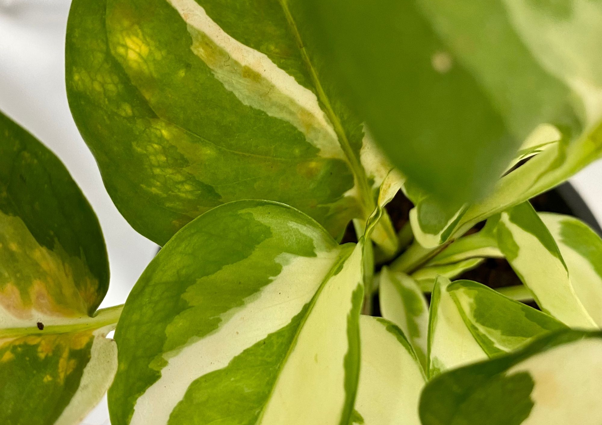 Read more about the article What does planting a money plant symbolize: A blog discussing the symbolism that comes with planting a money plant.