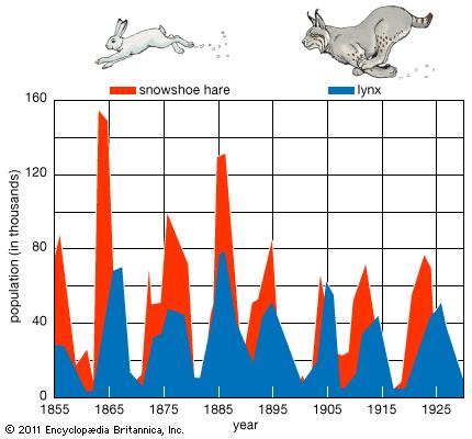 Predator Prey Simulation Predator Prey Lab The Lynx And The Hare Directions Introduction Populations Are Always Changing Sometimes Changes Are Course Hero But even when humans do not interfere populations will still naturally shift up and down or fluctuate.