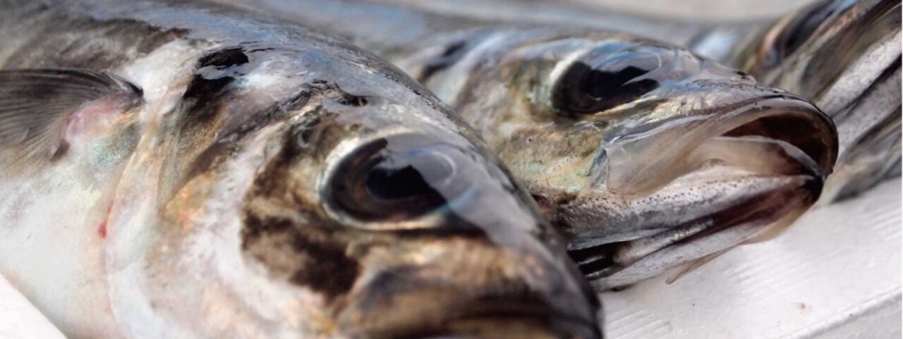 新鮮な魚の目利き