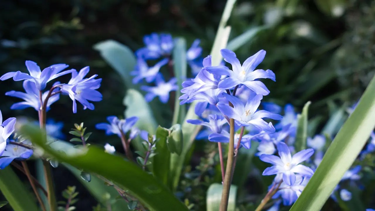 Indigo cultivation in India: Promoting Natural dye