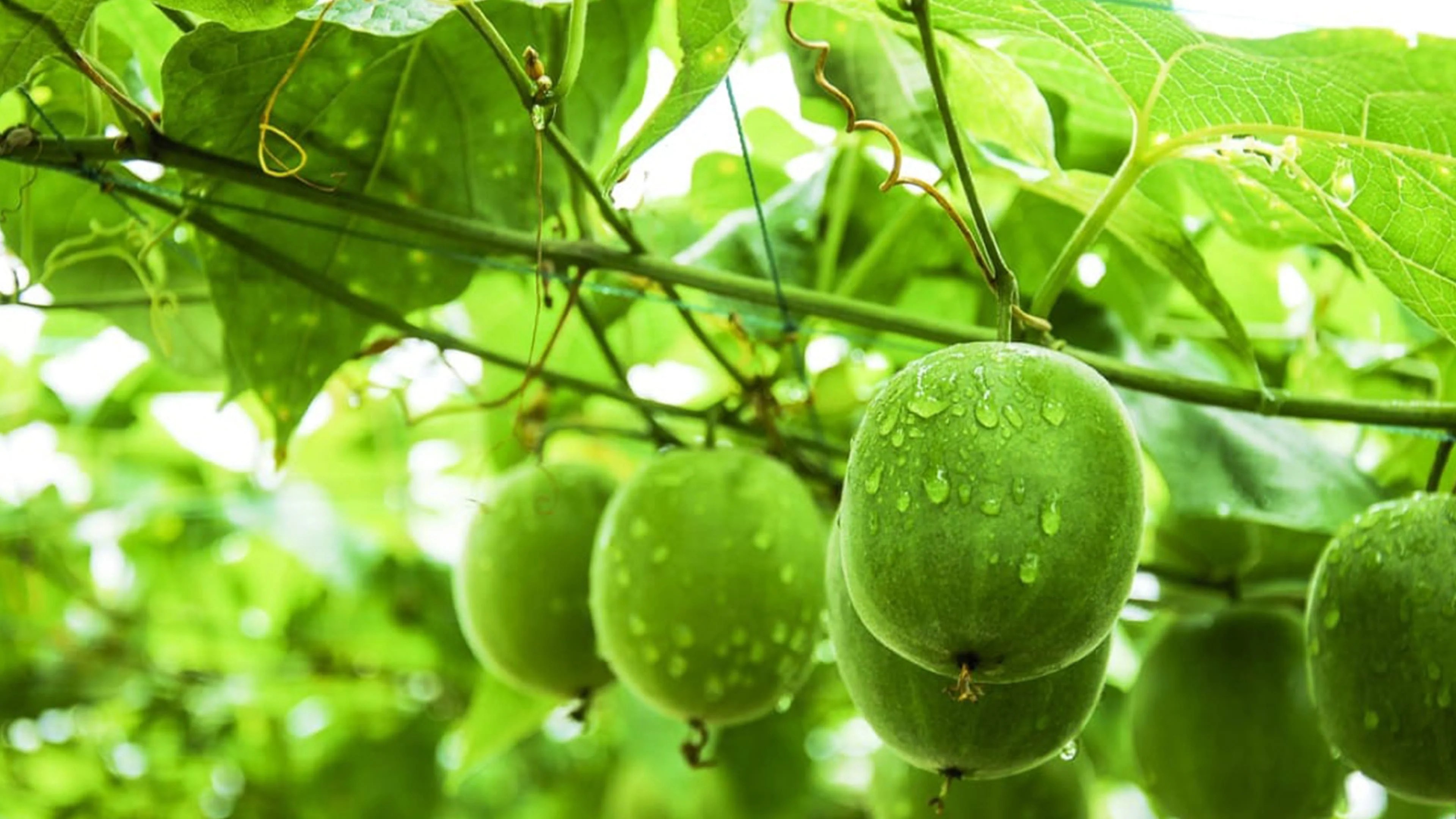 Monk Fruit Cultivation in India: A sweet Opportunity