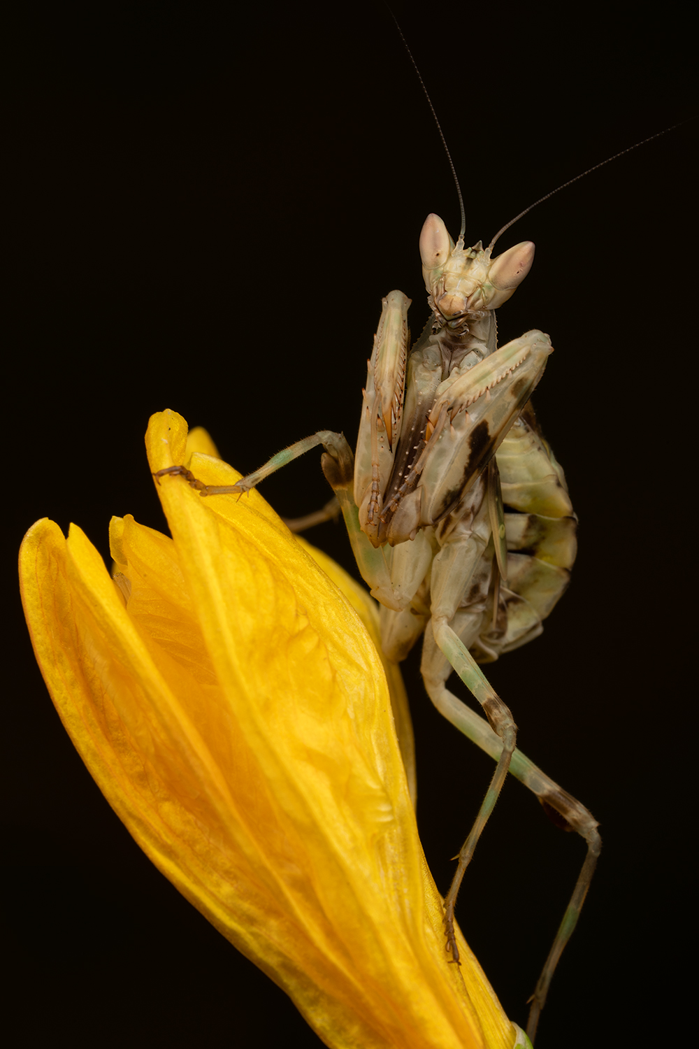 Other Photo Gallery – ShutterButton