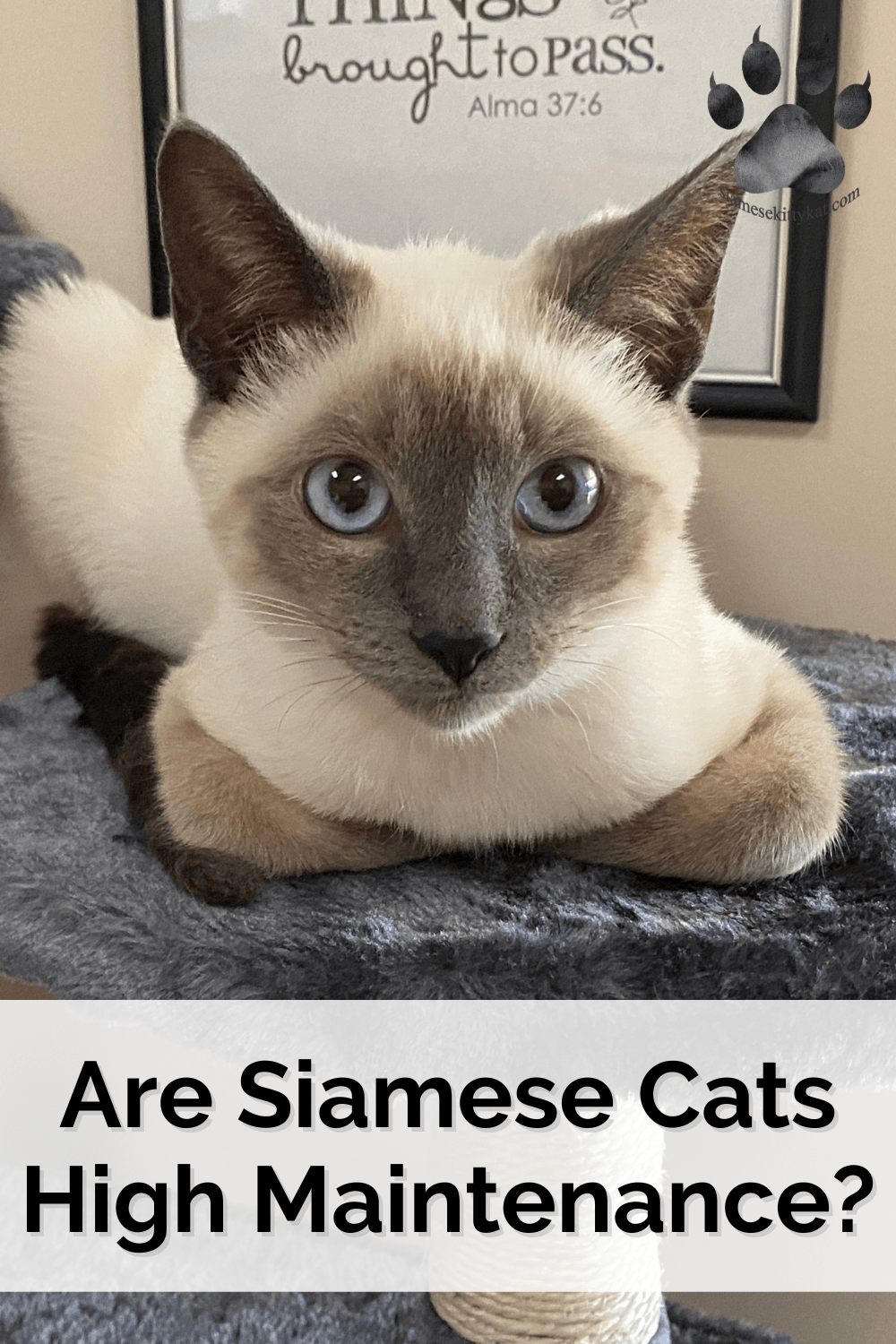 Siamese cats: are they high maintenance pets?