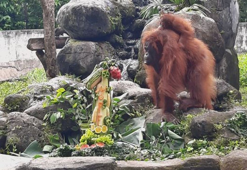 Hope, koleksi GL Zoo.