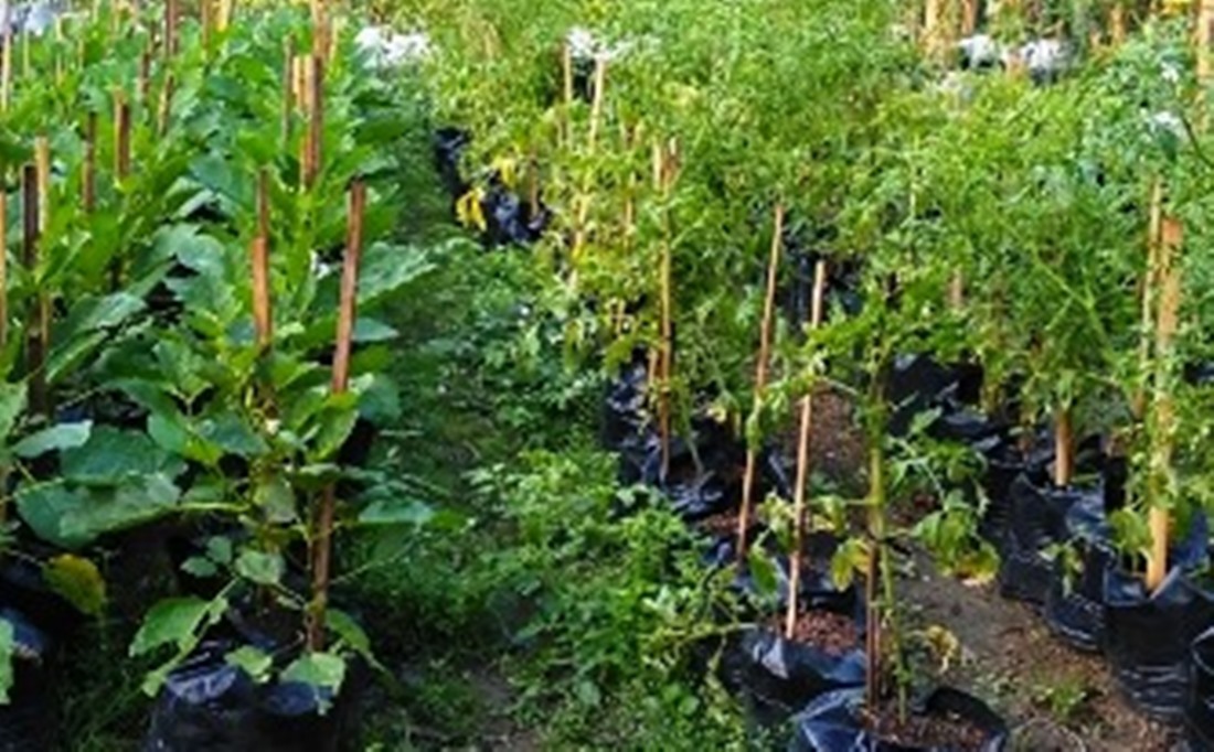 tanaman di lahan pekarangan.