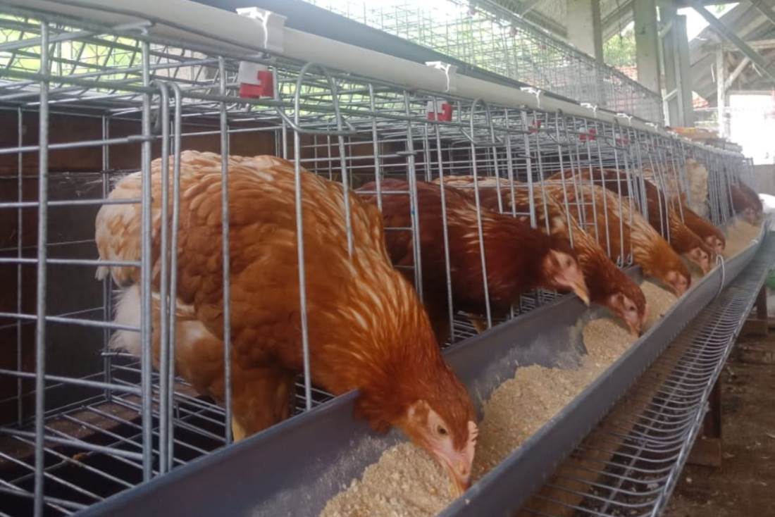 Daging ayam sumbang inflasi.