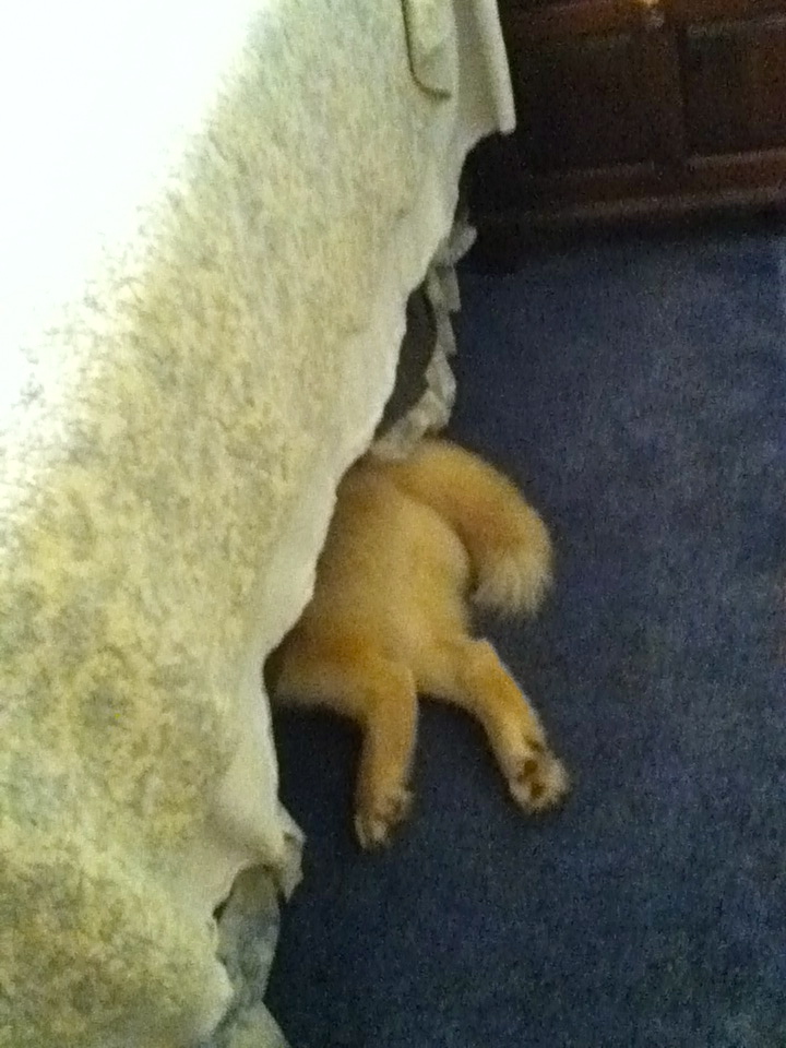 only tail and hind legs appear under bed.