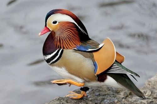 11 Jenis Burung Atau Unggas Paling Indah Di Dunia | Si Binatang 333_X_500_jpg