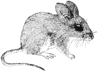 If not get off go find something else to waste yo. Pinon Mouse
