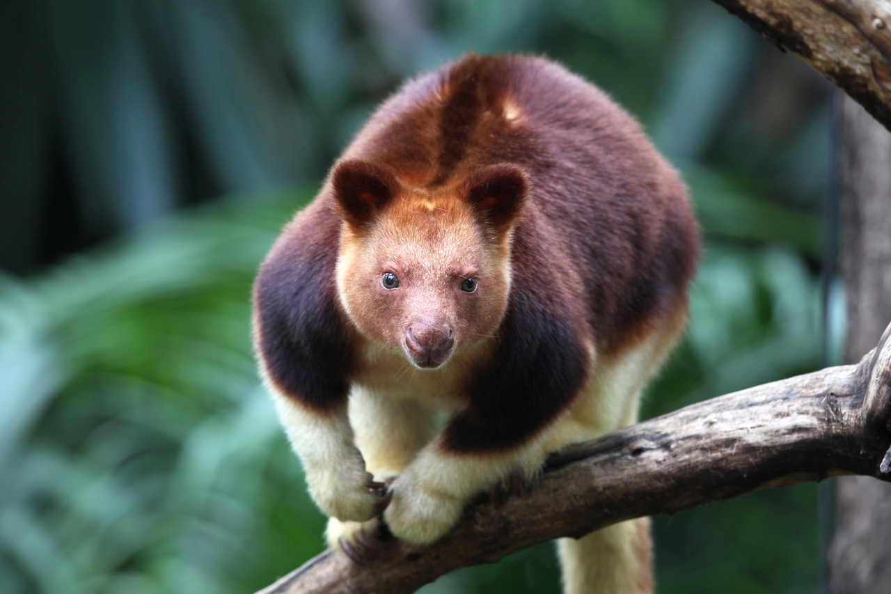 OHS Creature Feature: Tree-Kangaroo