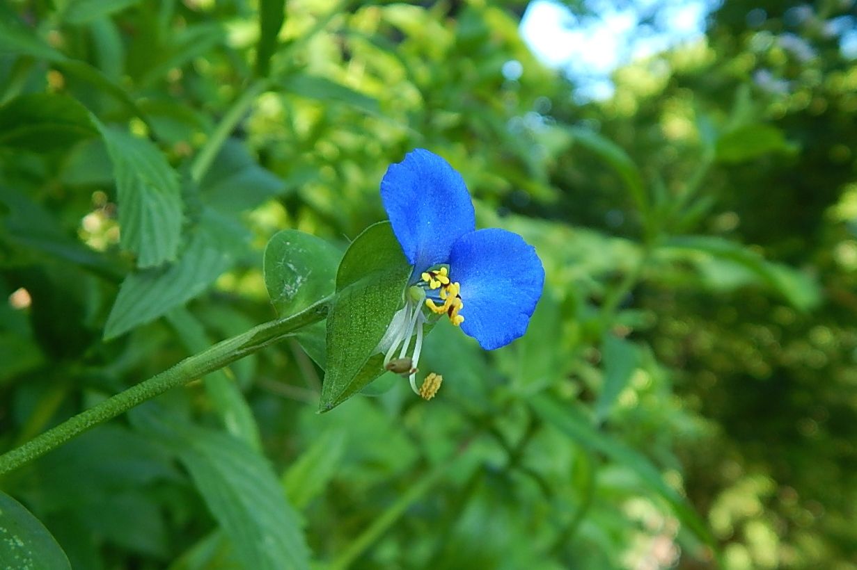 メリー花子 Driveway-Crack Flowers: true blue – SIDEWALK NATURE