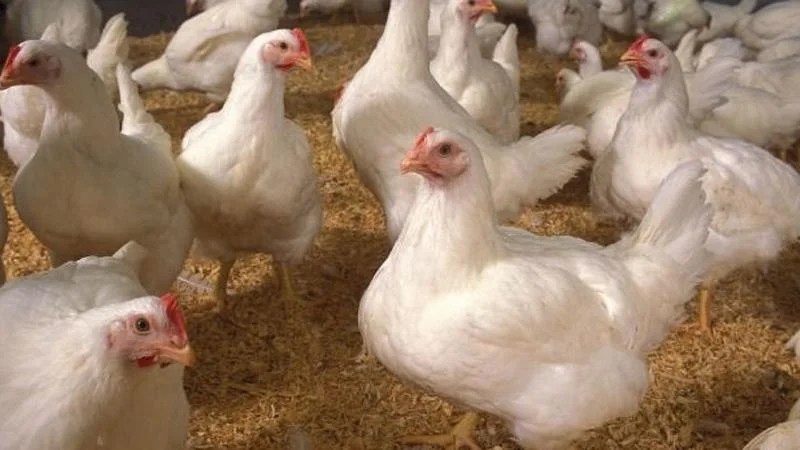 سيدي بوزيد: صيحة فزع من باعة لحوم الدواجن إلى السلط المعنية
