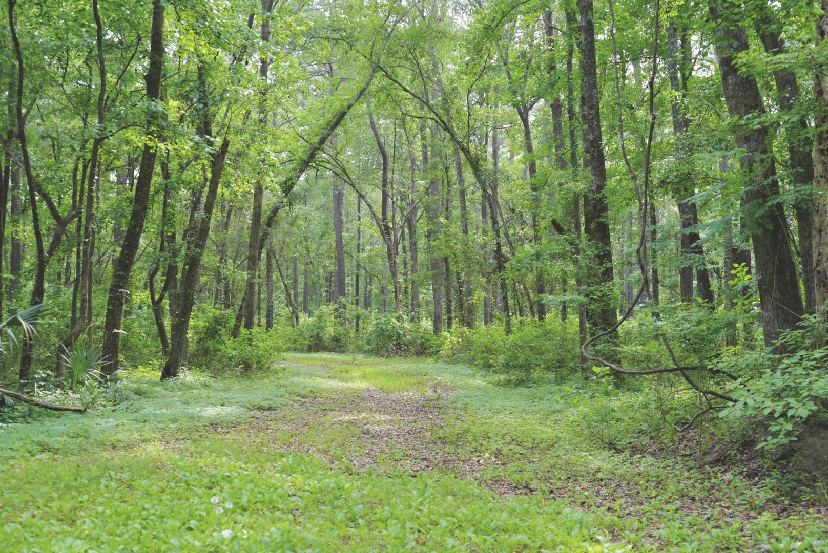 Fernwood Veil