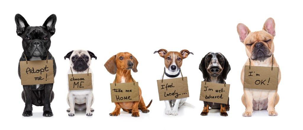 ShelterDog2