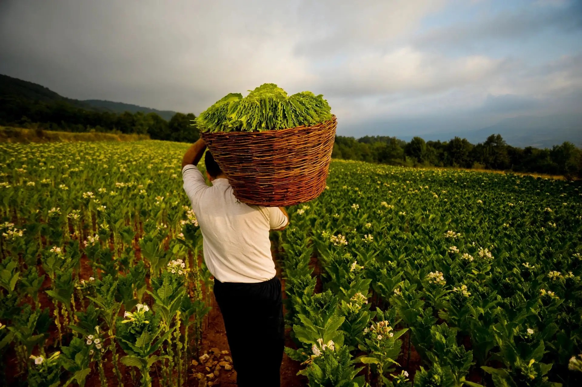 farmer harvesting tobacco leaves on a small farm