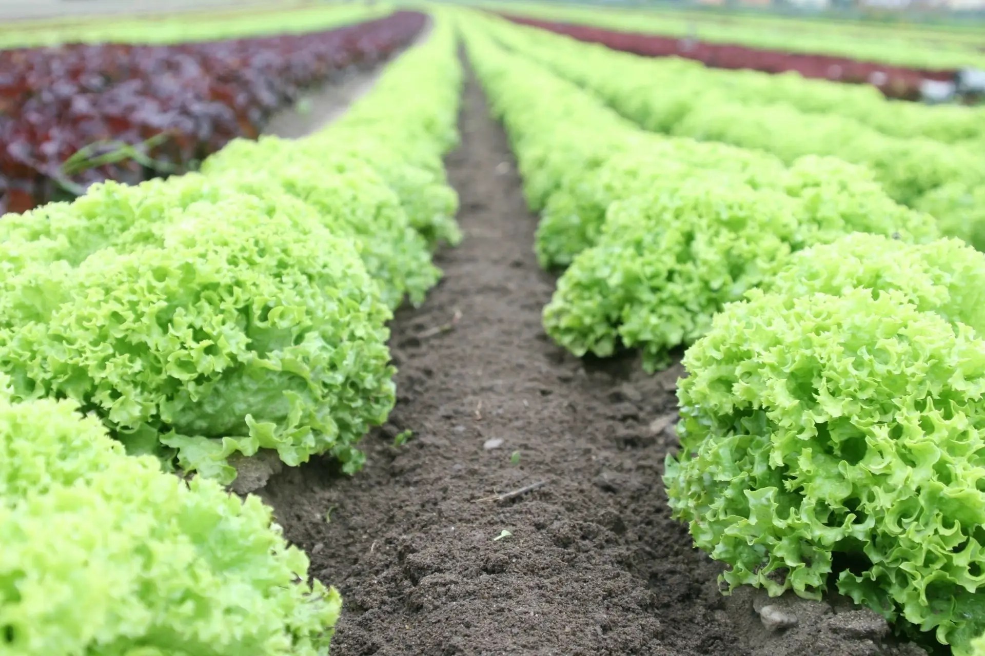 lettuce growing in pristine rows on a small farm