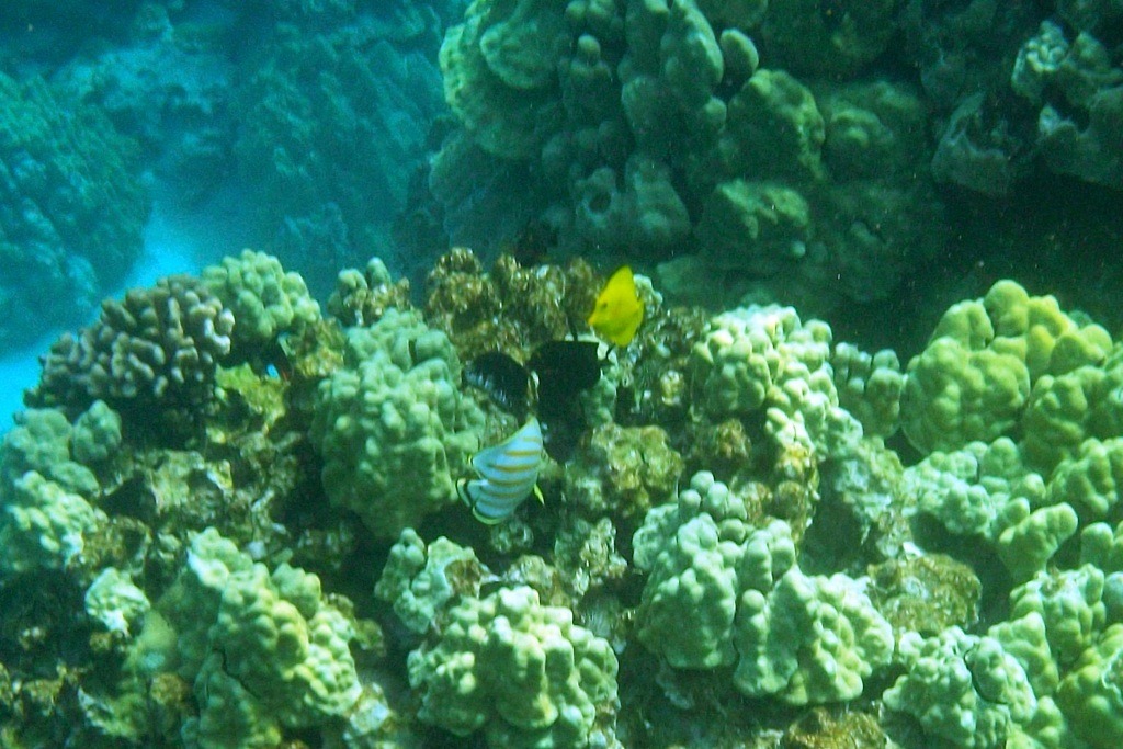 If quarantine and travel restrictions have you wishing you could be somewhere else, there’s one thing you can do to bring the world into your own home. The Best Snorkel Tour On Big Island Hawaii Sightdoing