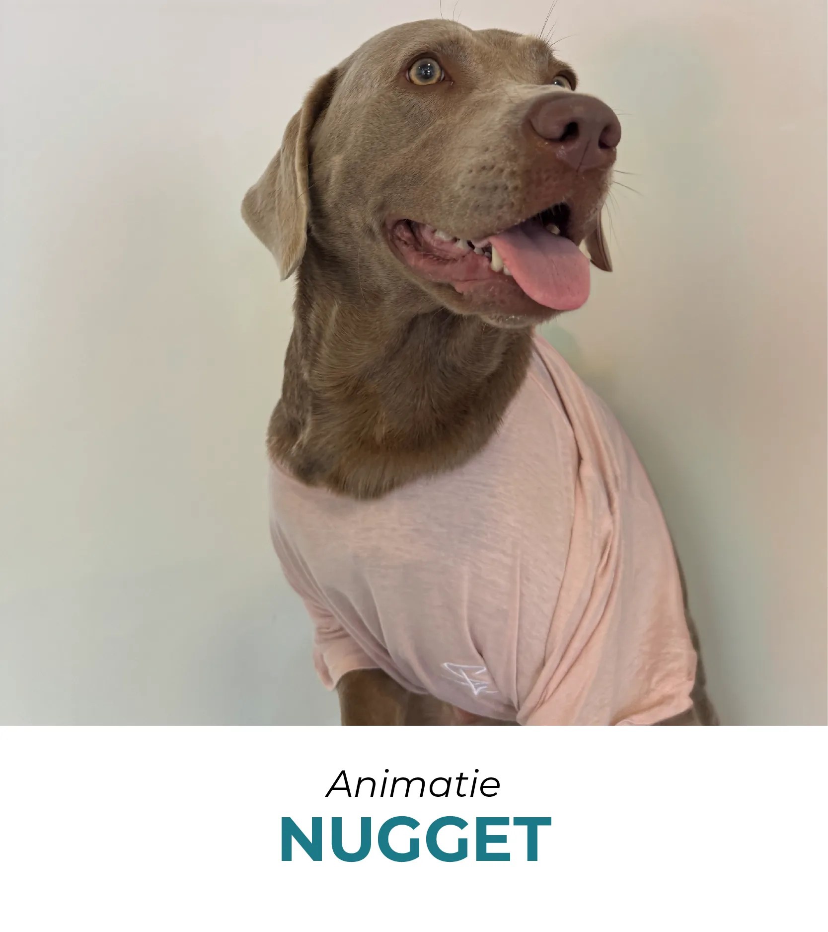nugget, over signklus, wie is signklus, signklus medewerkers, signklus collega's, werken bij signklus, signbedrijf in twente, hengelo, twente, olaf buddendorf, signklus team, signklus collega's, signklus medewerkers