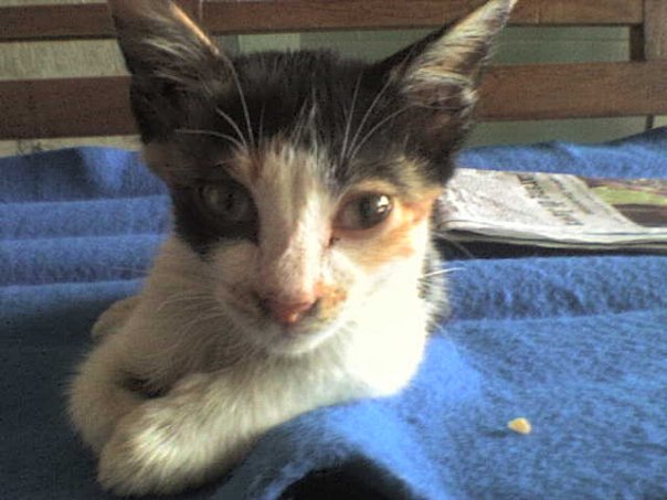 Gratis Unduh Gambar Mengapa Kucing Jantan Belang Tiga Sangat Sulit Ditemukan Ini Terkeren oleh www.lampunghits.com