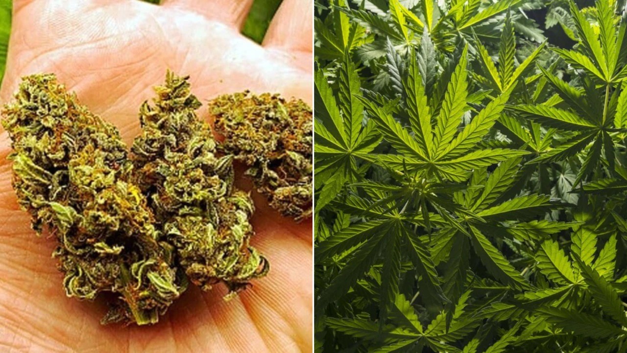 ganja