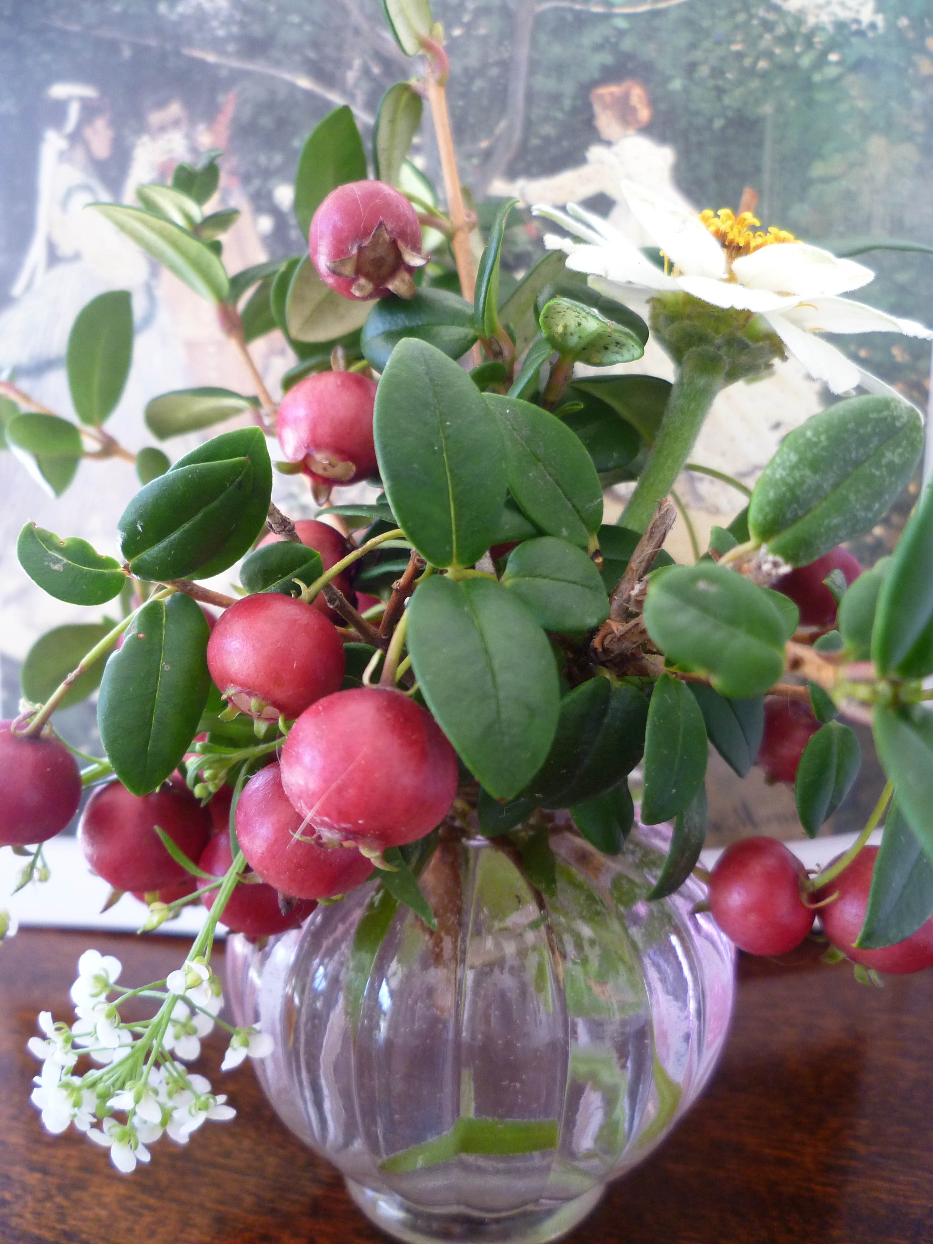 Chilean Guava and Alyssum