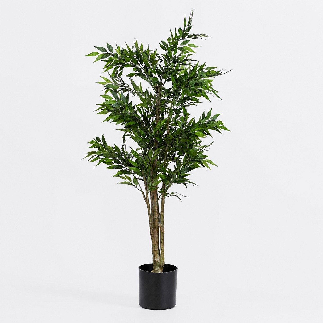 Acacia Tree