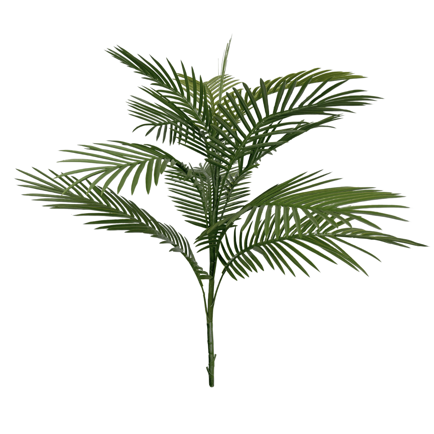 Robellini Palm Stem, 34in (UV)