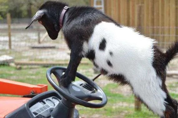 Goat-Driving-Tractor.jpg?ssl=1