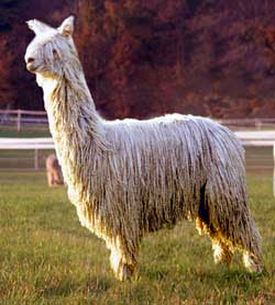 Suri alpaka