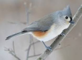 Bird of the Week 1/14/20 - Tufted Titmouse — Hillermann Nursery & Florist  Inc., Washington, MO 63090