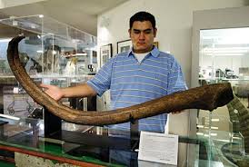 Image result for baculum