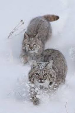 Bobcats running in snow. I picked this animal for my mammology class to  study! I'm excited to learn more about them :) | Wild cats, Animals, Small  wild cats