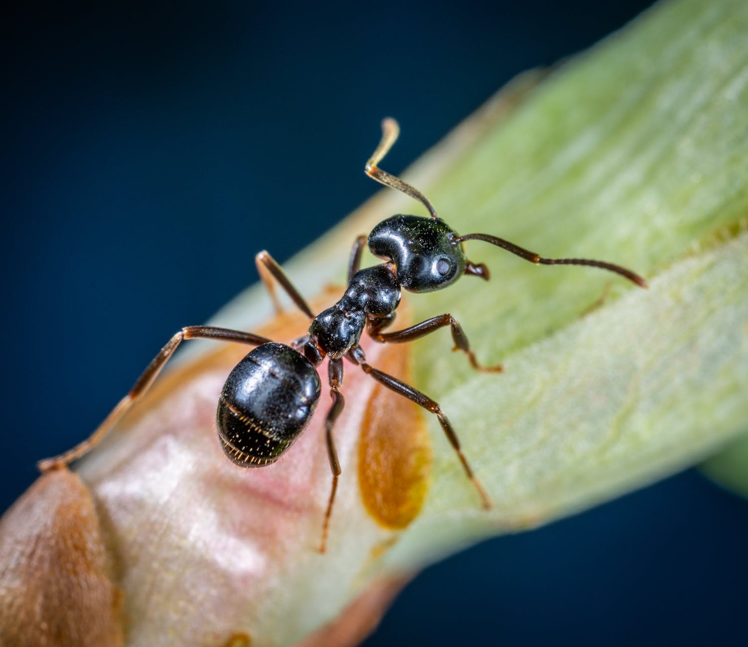 macro photo of black carpenter ant on green leaf