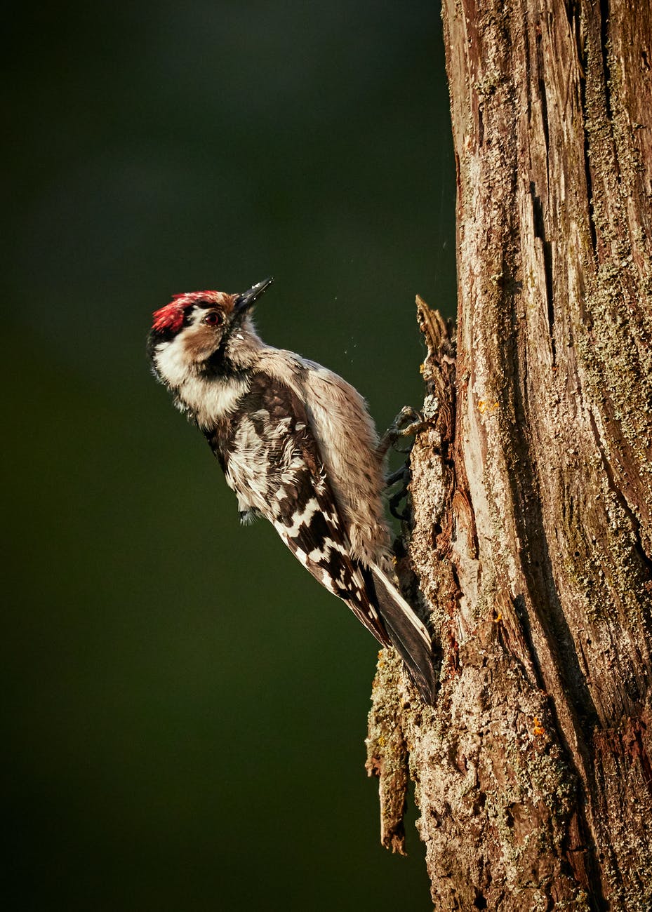 selective focus photo of downy woodpecker on tree trunk