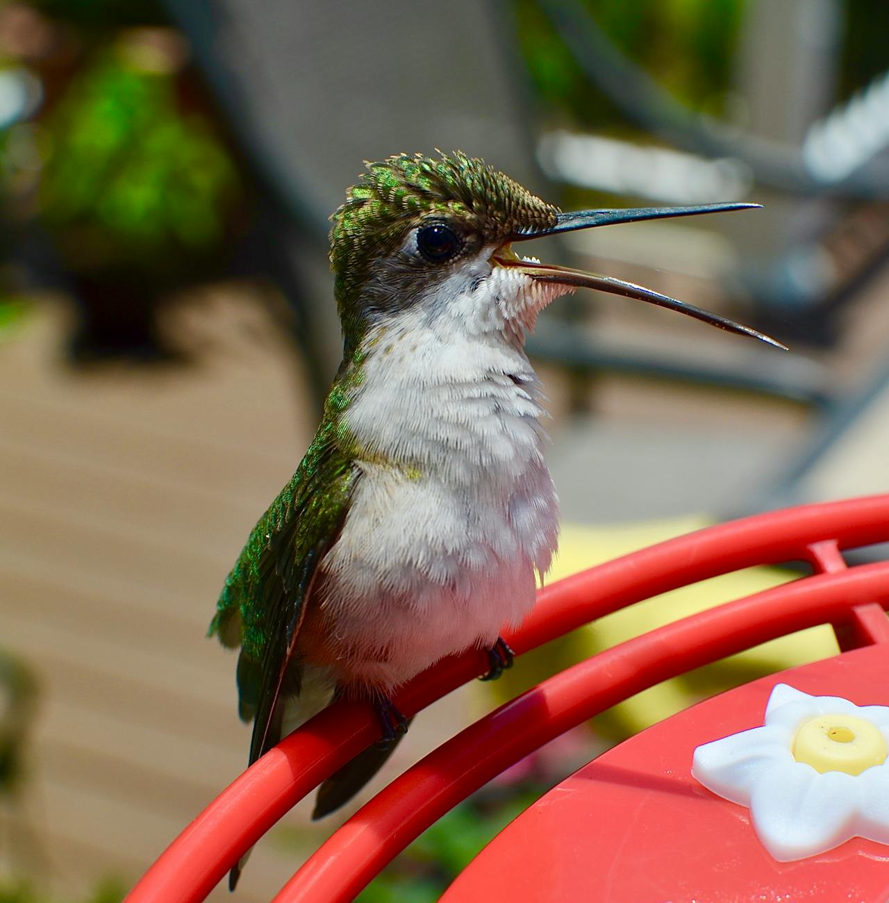 green and white kingfisher perched on red metal selective focus photography