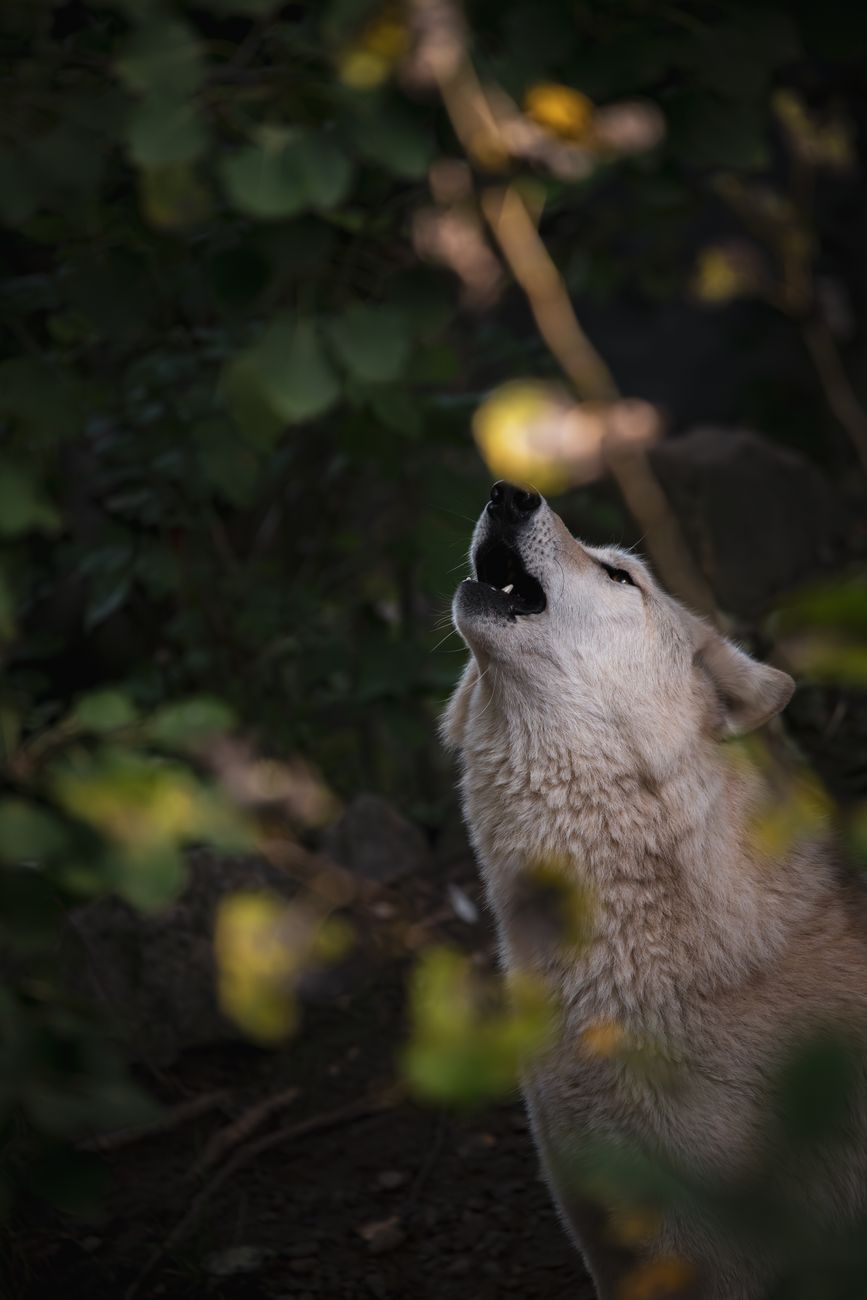 majestic grey wolf howling in lush forest setting