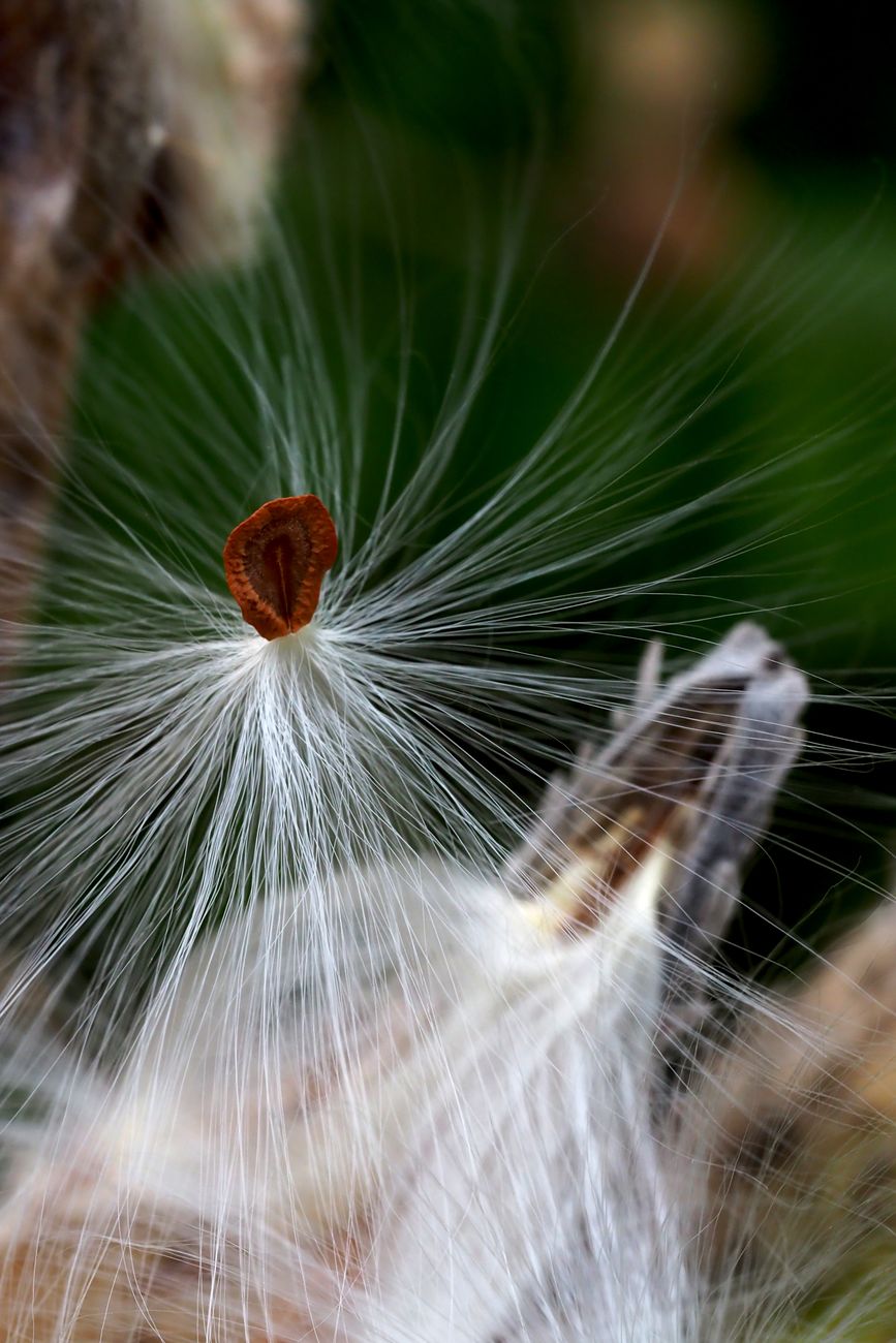 close up of milkweed seed in nature