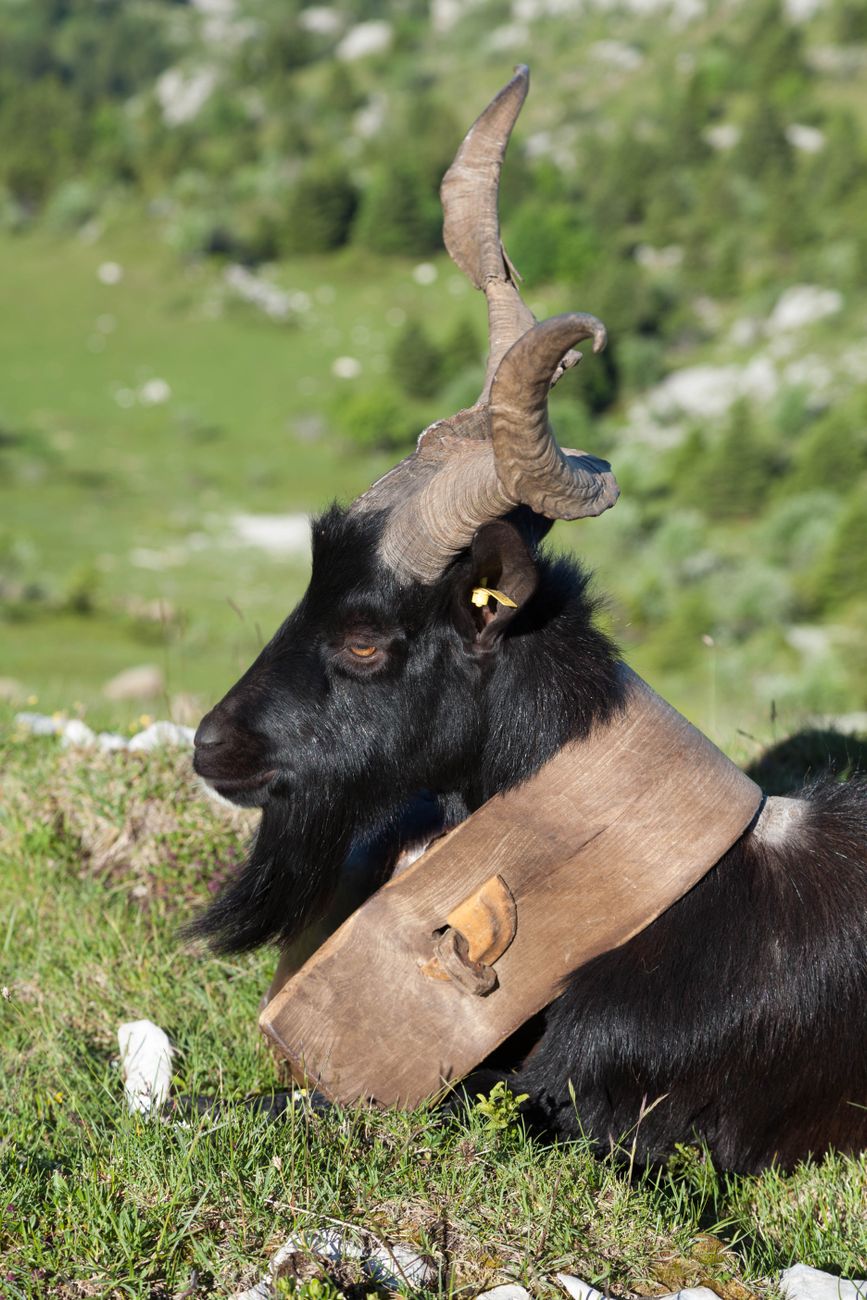 black goat lying on grass