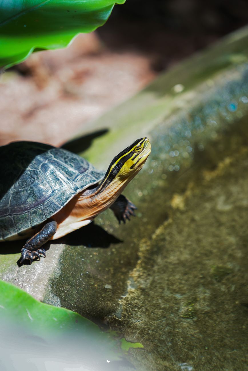 basking turtle in a sunlit garden pond