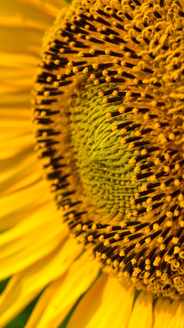 close up of sunflower bloom in ka india
