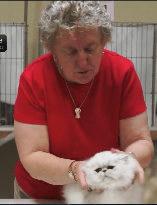 Hiba Persian cat silver chinchilla. Parma Ohio CFA Cat