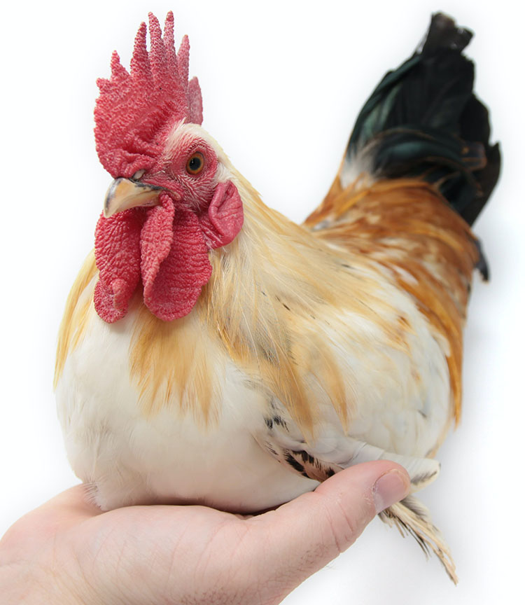 Bantam (Miniature) Chickens: Small, Quiet Egg Layers - Silver