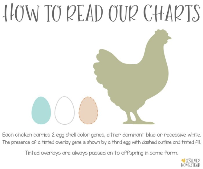 Chicken Genetics Calculator