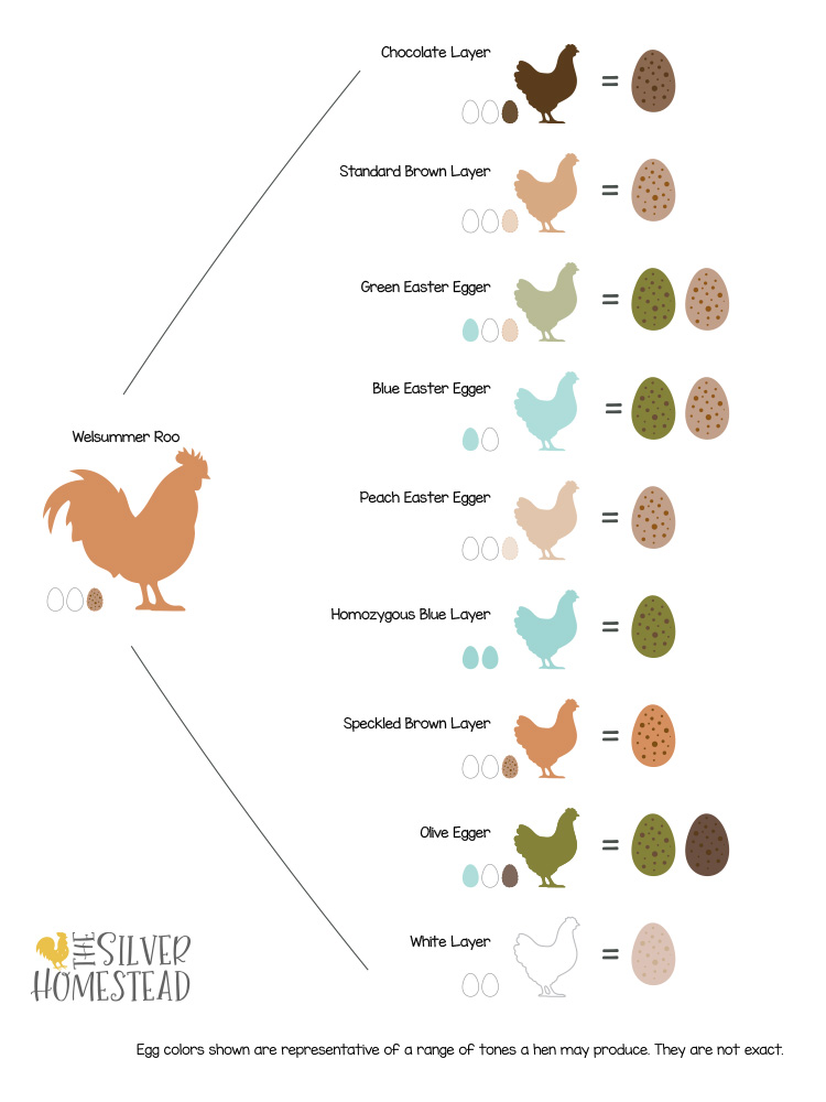 Chicken Egg Color Genetics & Breeding Charts - Silver Homestead