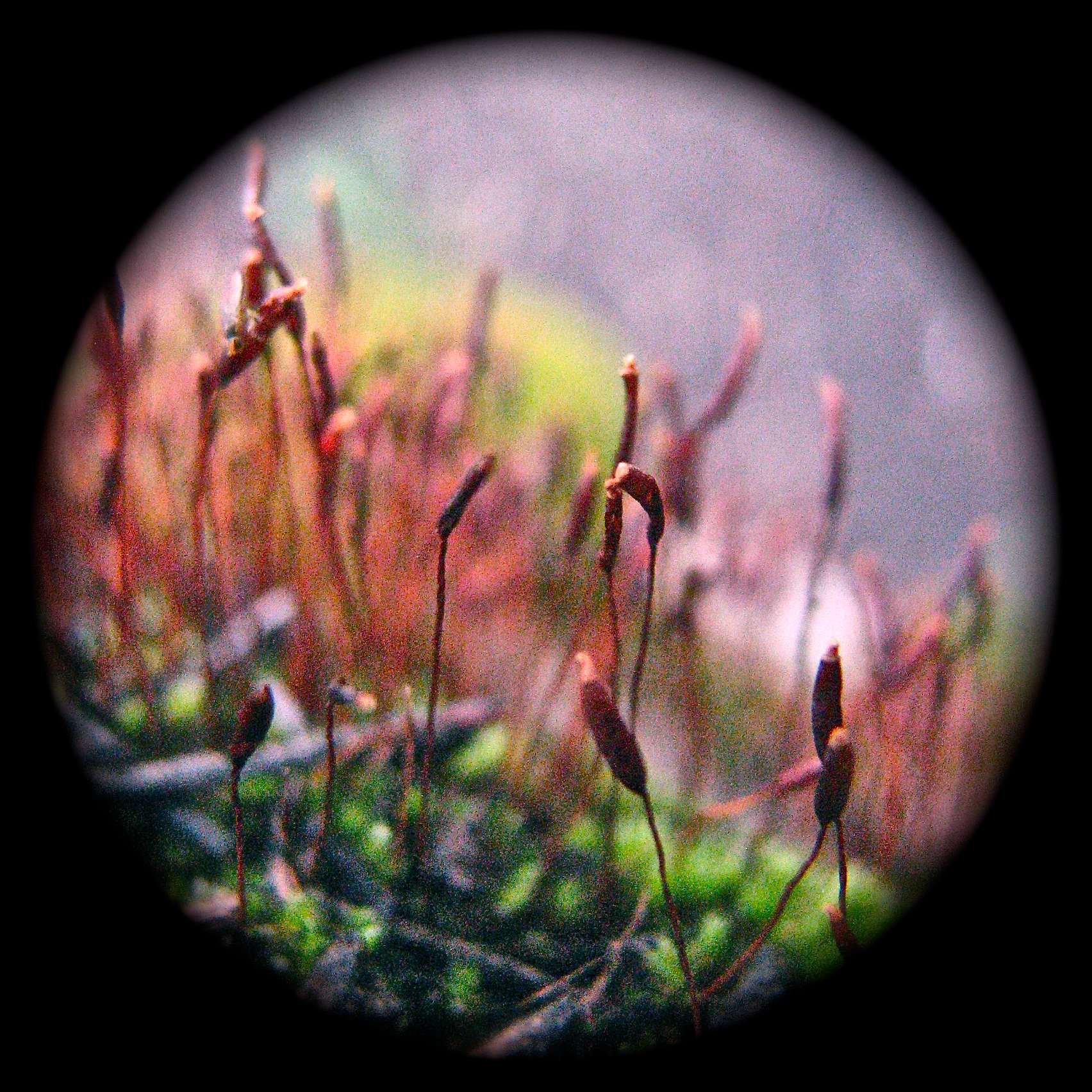 IMG_5521 - Version 7