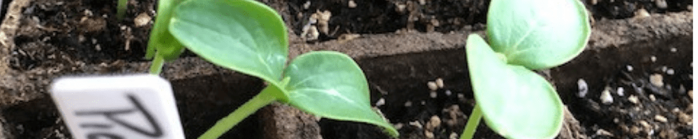 Planting Season Already