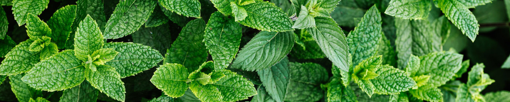space invaders in garden boxes