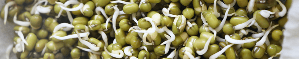 Winter Recipe - Bean Sprouts